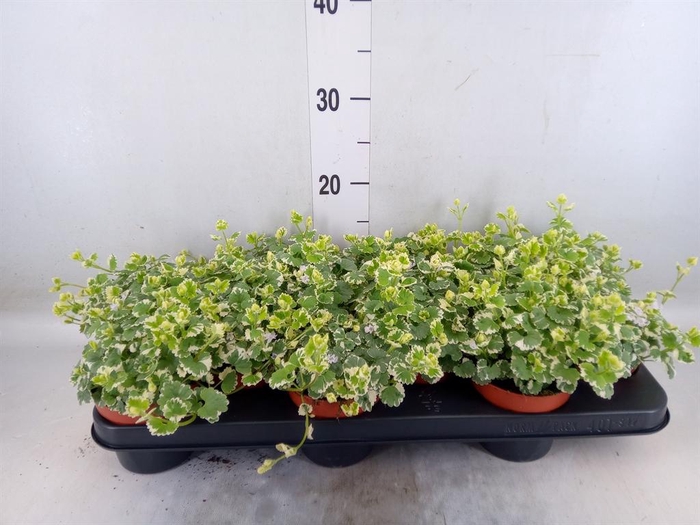 <h4>Nepeta   ...</h4>