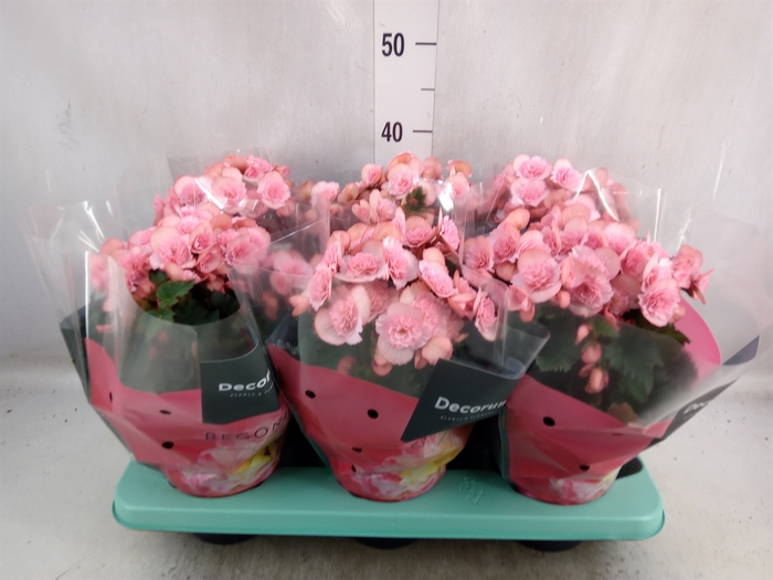 <h4>Begonia elat. DU 'Move2Joy Pink'</h4>