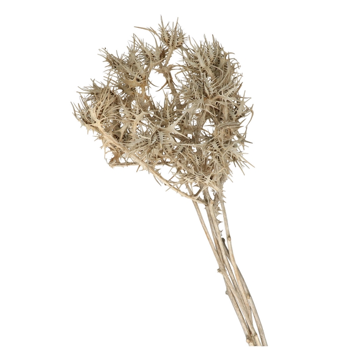 <h4>Droogbloem Eryngium 60cm</h4>