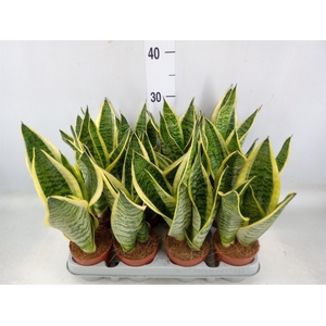 Sansevieria trifa. 'Futura Superba'