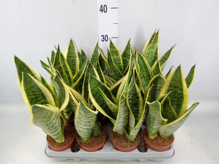 <h4>Sansevieria trifa. 'Futura Superba'</h4>