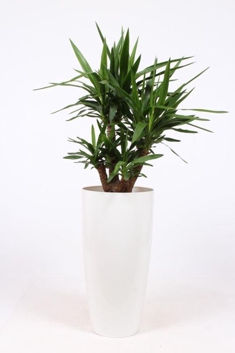 <h4>Yucca elephantipes in Santorini pot "wit"</h4>