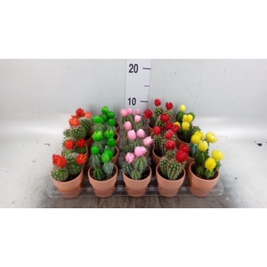 Cactus   ...decorated
