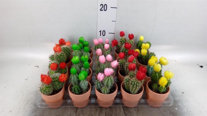<h4>Cactus ...decorated</h4>