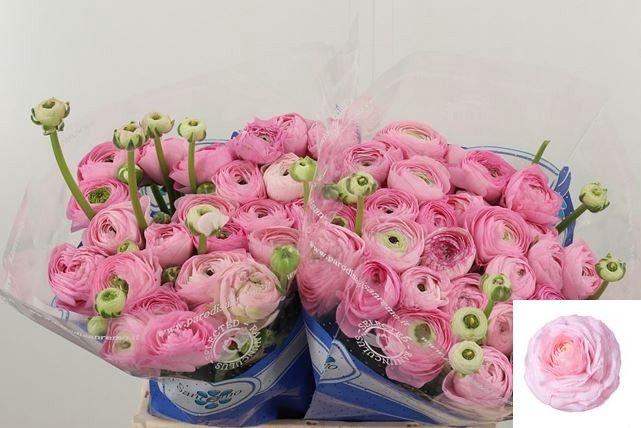 <h4>RAN SU CONFETTO</h4>