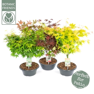 Acer palm. Mix