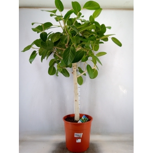 Ficus   ...