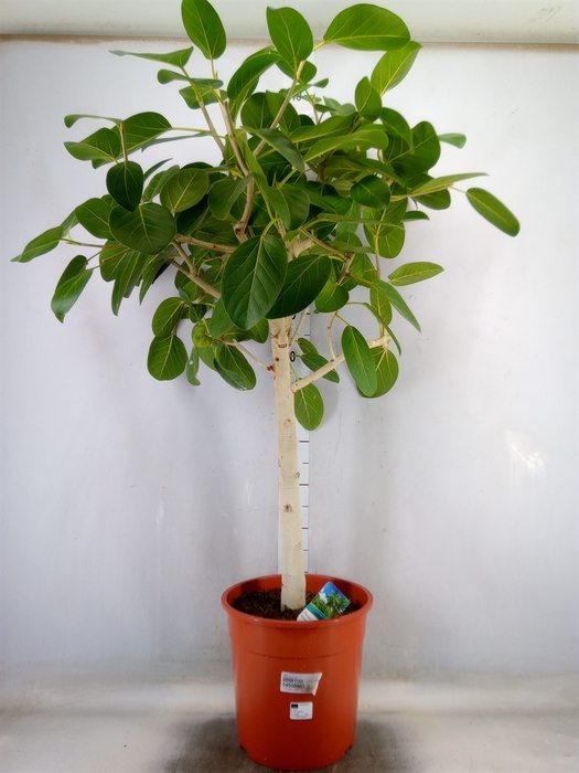 <h4>Ficus   ...</h4>