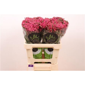 ACHIL NEONGL FUCHSIA