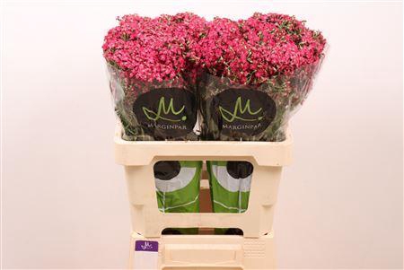 <h4>ACHIL NEONGL FUCHSIA</h4>