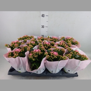 Kalanchoe blos.   ..