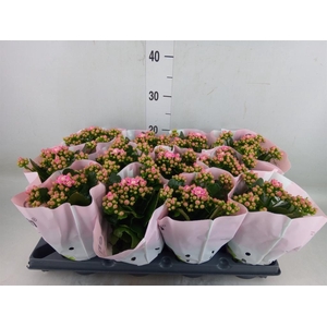 Kalanchoe blos.   ..