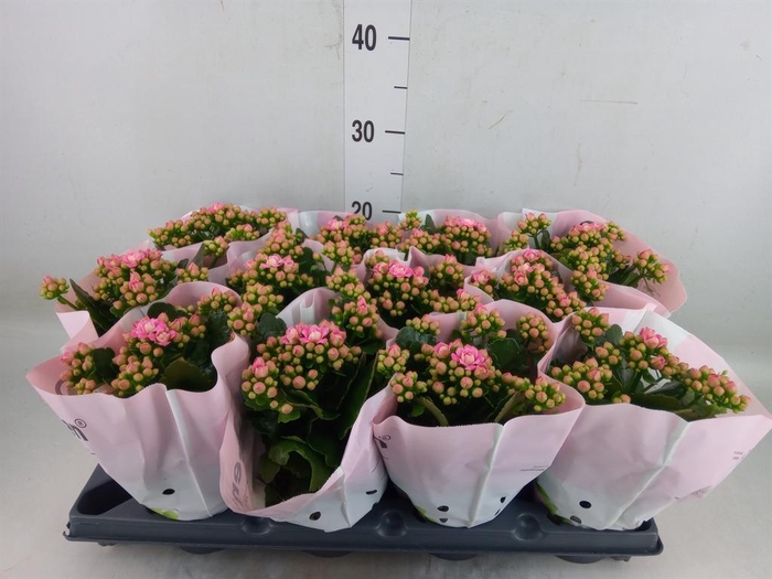 <h4>Kalanchoe blos.   ..</h4>