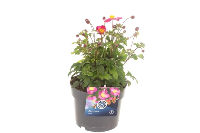 <h4>Anemone Rose</h4>