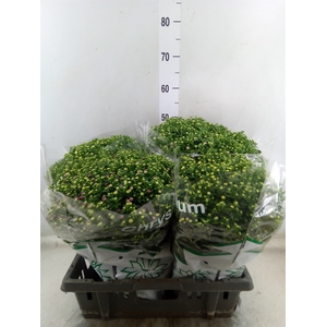 Chrysanthemum  'Jasoda'  ..mix