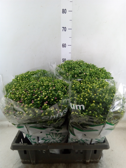 <h4>Chrysanthemum  'Jasoda'  ..mix</h4>