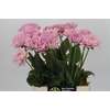 Dahlia Pink Pop
