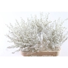 Ilex Klbh Platina Stem