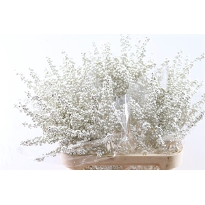Ilex Klbh Platina Stem
