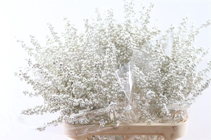 <h4>Ilex Klbh Platina Stem</h4>