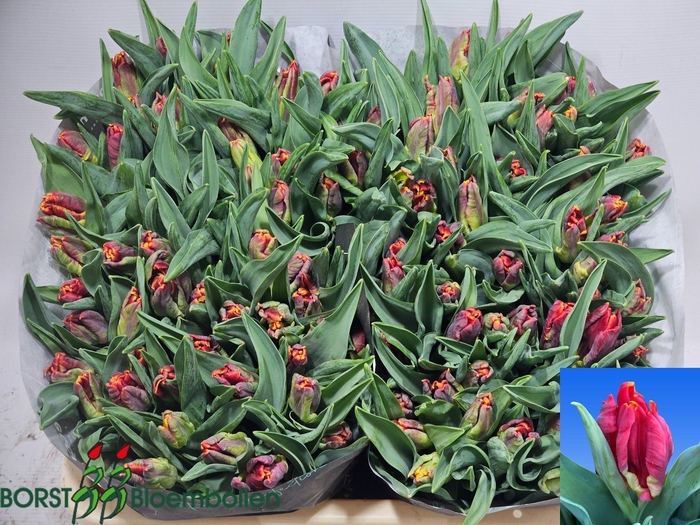 <h4>TU PA ABRACADABRA</h4>