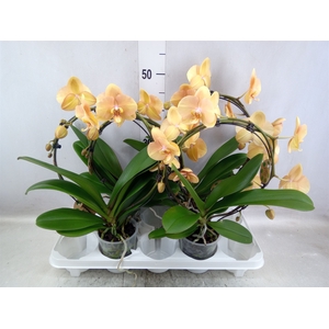 Phalaenopsis   ...