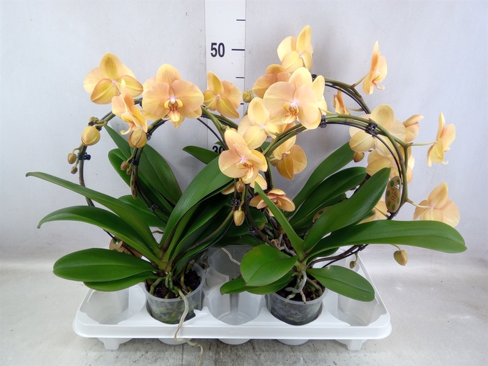 <h4>Phalaenopsis   ...</h4>