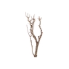Syringa Branch Super Schubert