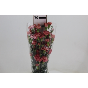CRAVO SPRAY MISS TRENDY 070 CM