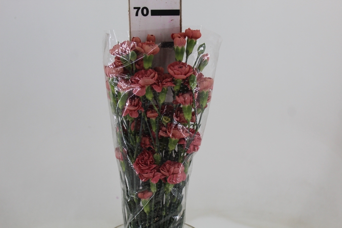 <h4>CRAVO SPRAY MISS TRENDY 070 CM</h4>