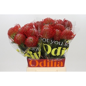 LEUCO AYOBA RED