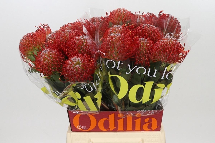<h4>LEUCO AYOBA RED</h4>