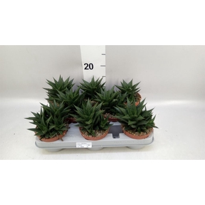 Haworthia limifolia