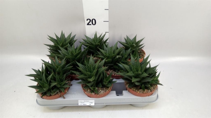 <h4>Haworthia limifolia</h4>