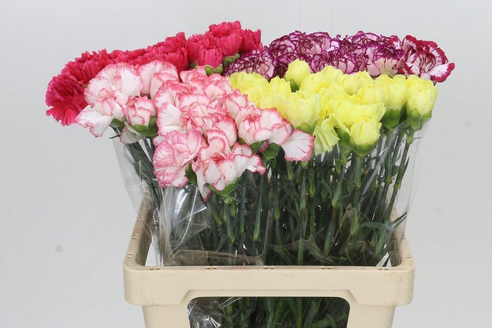 <h4>Dianthus St Mix</h4>