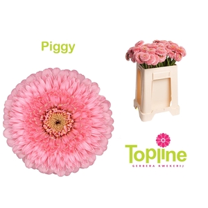 Ge Mb Pomponi Piggy