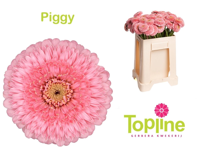 <h4>GE MB POMPONI PIGGY</h4>
