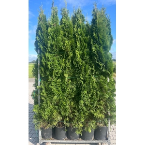 THUJA O SMARAGD
