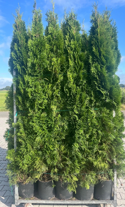 <h4>THUJA O SMARAGD</h4>