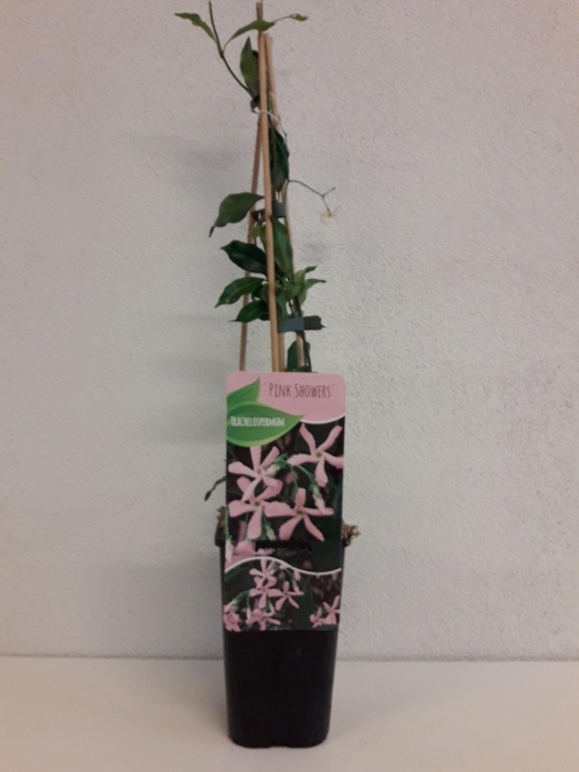 <h4>Trachelospermum jasminoides 'Pink Showers'</h4>