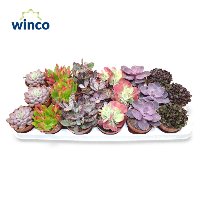 <h4>Succulenten Love Mix</h4>