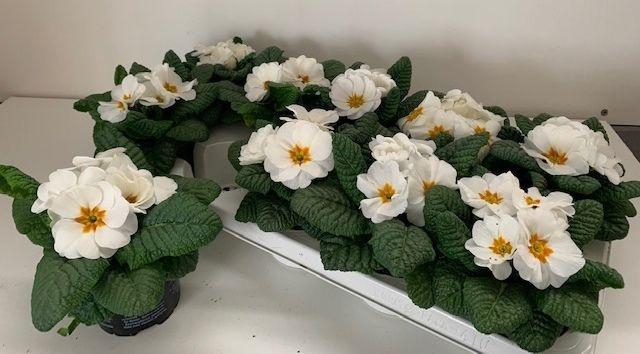 <h4>PRIMULA AC CAIRO WHITE</h4>