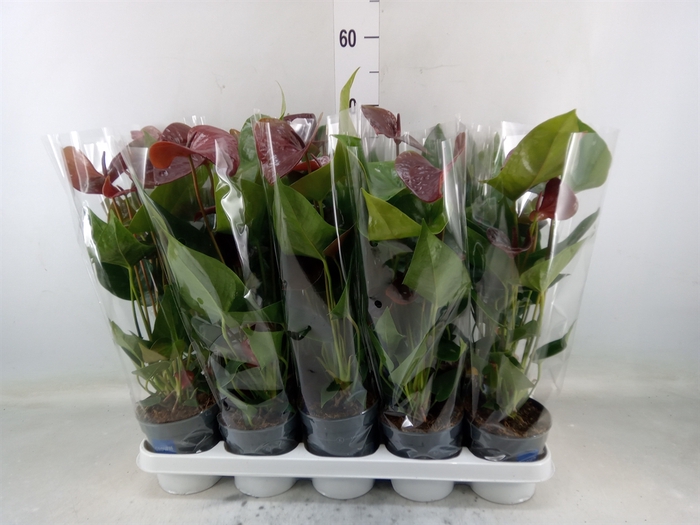 <h4>Anthurium  'Black Love'</h4>