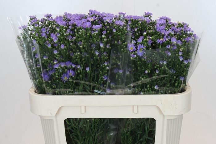 <h4>Aster Cassandra</h4>