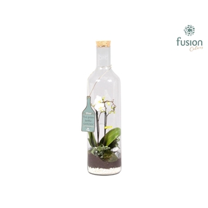 Green Bottle Fles XLarge met Phalaenopsis Arrangement 24 uur levering