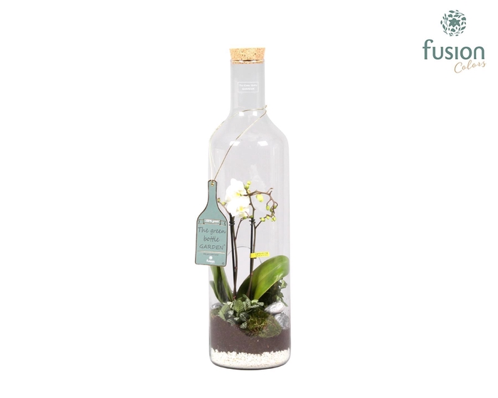 <h4>Green Bottle Fles XLarge met Phalaenopsis Arrangement 24 uur levering</h4>