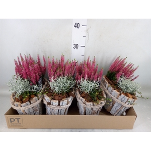 Arr.   Tuinplanten L%