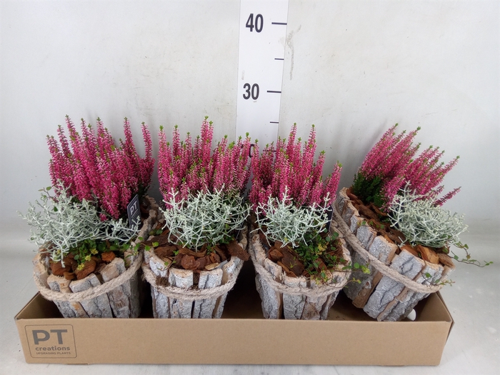<h4>Arr.   Tuinplanten L%</h4>