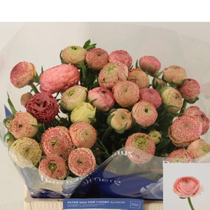 RANUNCULUS  'AAZUR ANTIQUE ROSE'