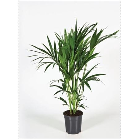 <h4>Howea Forsteriana 120cm (kentia)</h4>